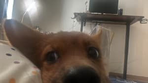 Dondo0936