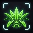 Beu Plant