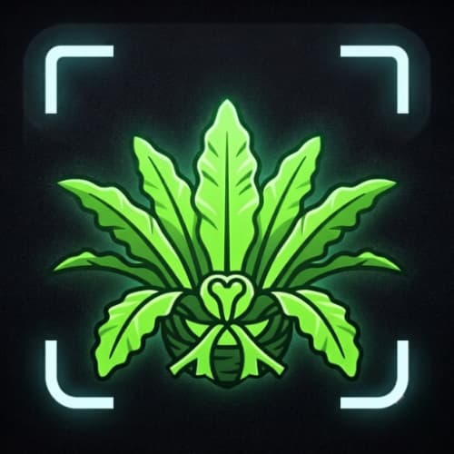 Beu Plant